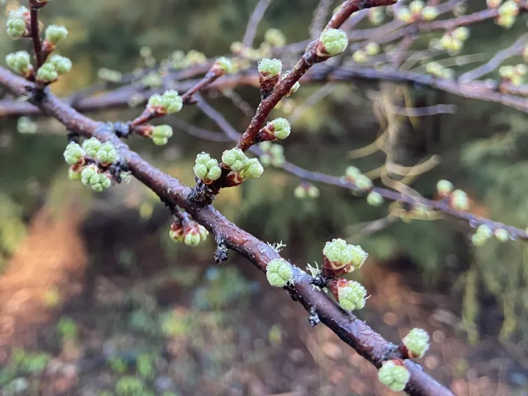 Prunus angustifolia 'Guthrie' flower buds