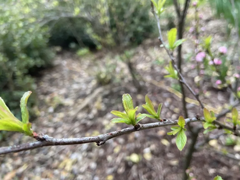 Prunus glandulosa ​​​​​​​emerging leaves