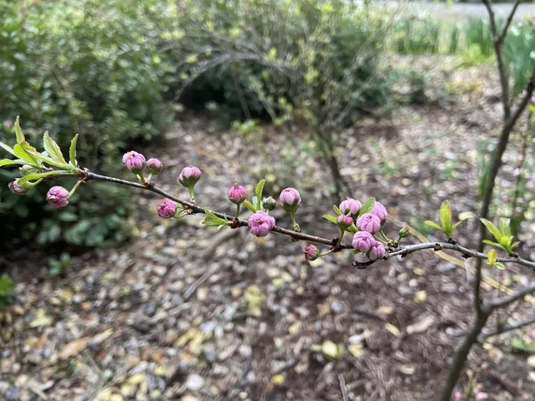 Prunus glandulosa ​​​​​​​flower buds