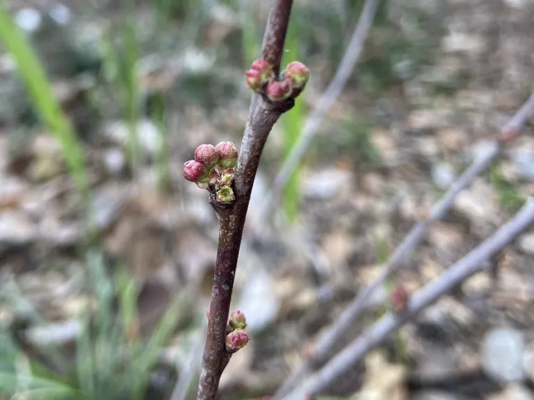 Prunus glandulosa flower buds