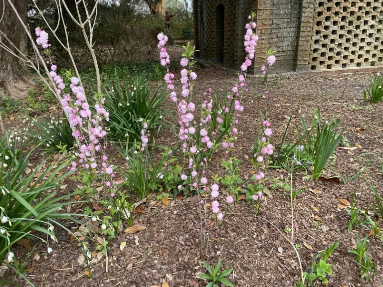 Prunus glandulosa flowering habit