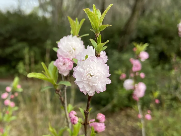 Prunus glandulosa flowers