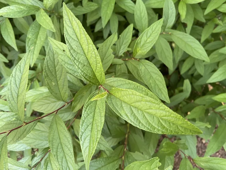 Prunus glandulosa foliage