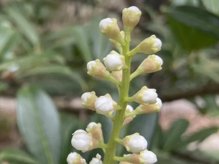 Prunus laurocerasus flower buds