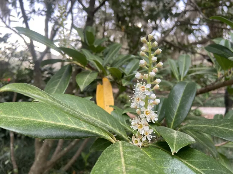 Prunus laurocerasus flower