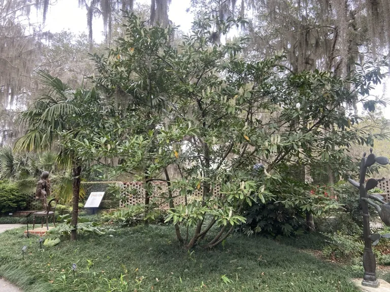 Prunus laurocerasus flowering habit