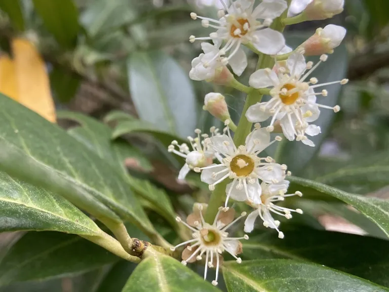 Prunus laurocerasus flowers