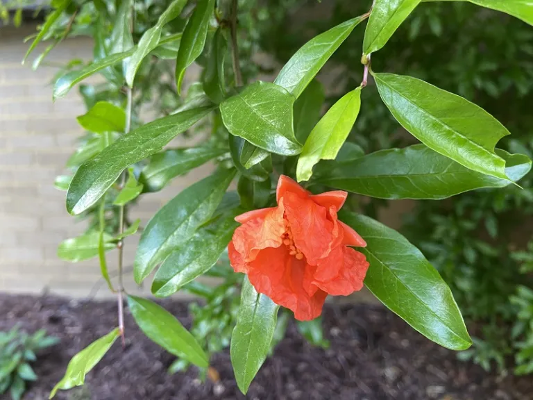 Punica granatum 'Wonderful' flower