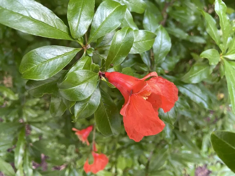 Punica granatum 'Wonderful' flower