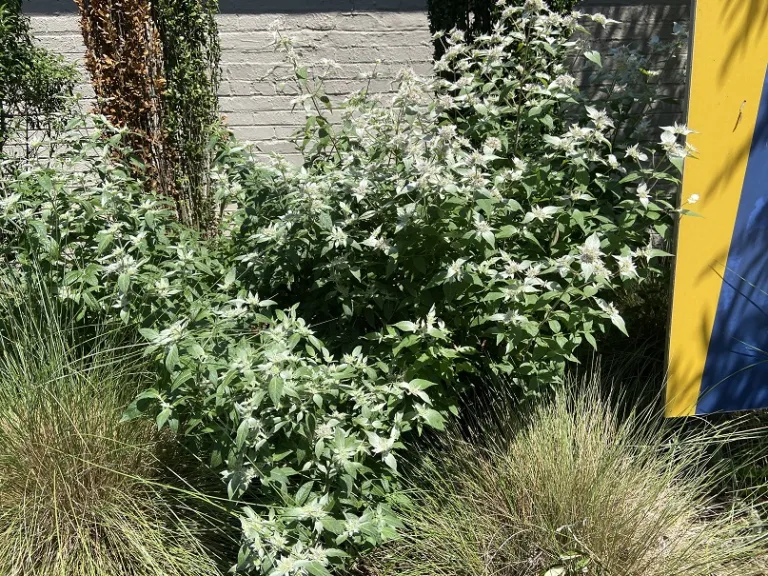 Pycnanthemum incanum flowering habit