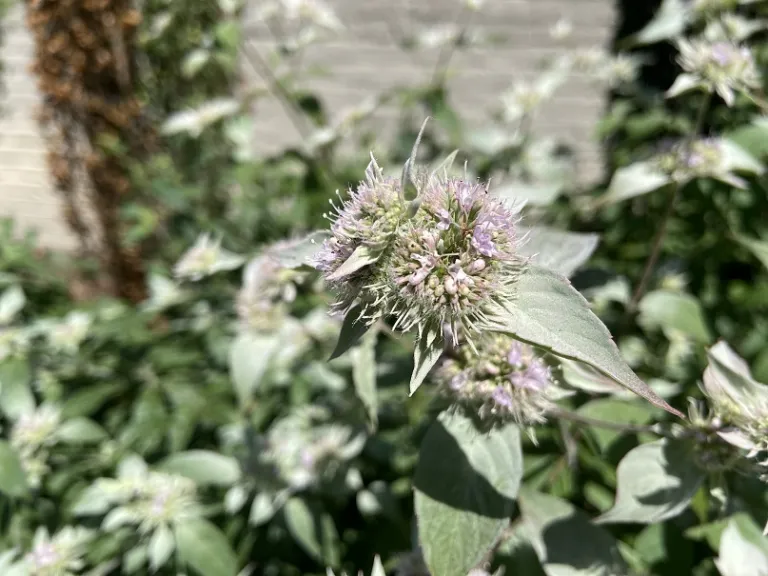 Pycnanthemum incanum flowers