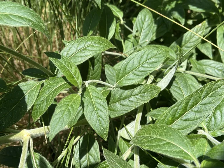 Pycnanthemum incanum foliage