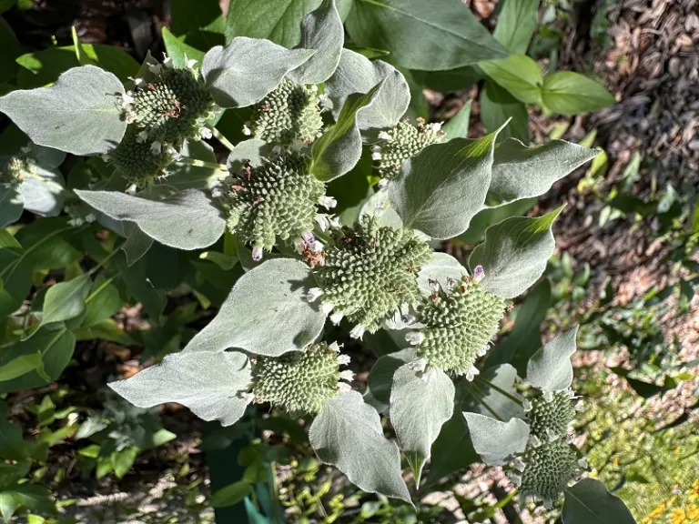 Pycnanthemum muticum flowers