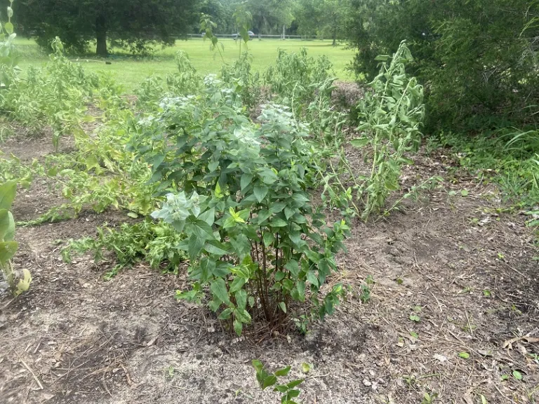 Pycnanthemum muticum habit