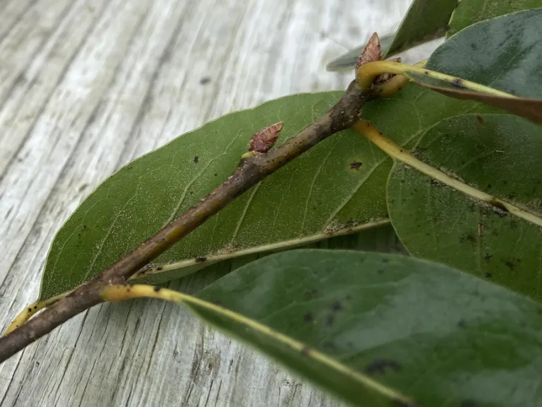 Quercus hemisphaerica axillary bud