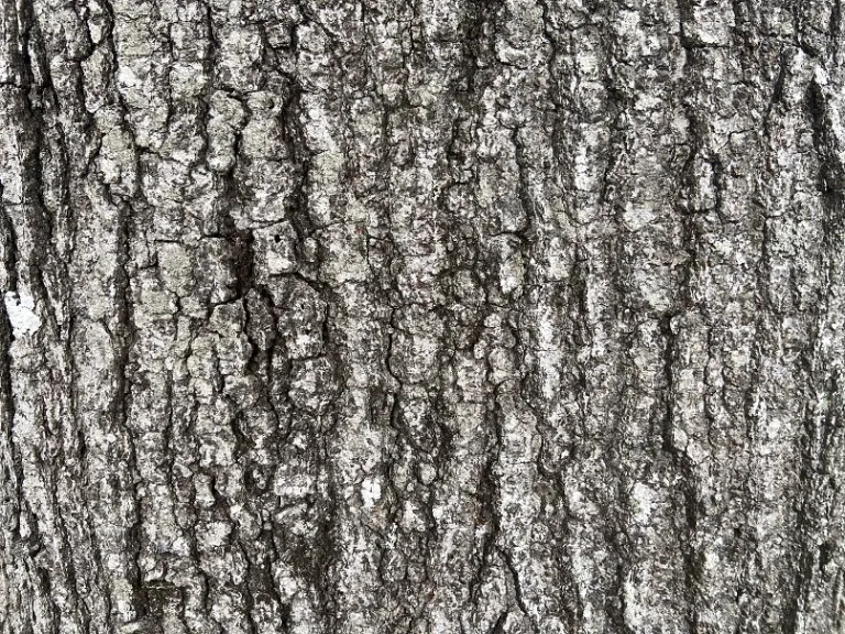 Quercus hemisphaerica bark