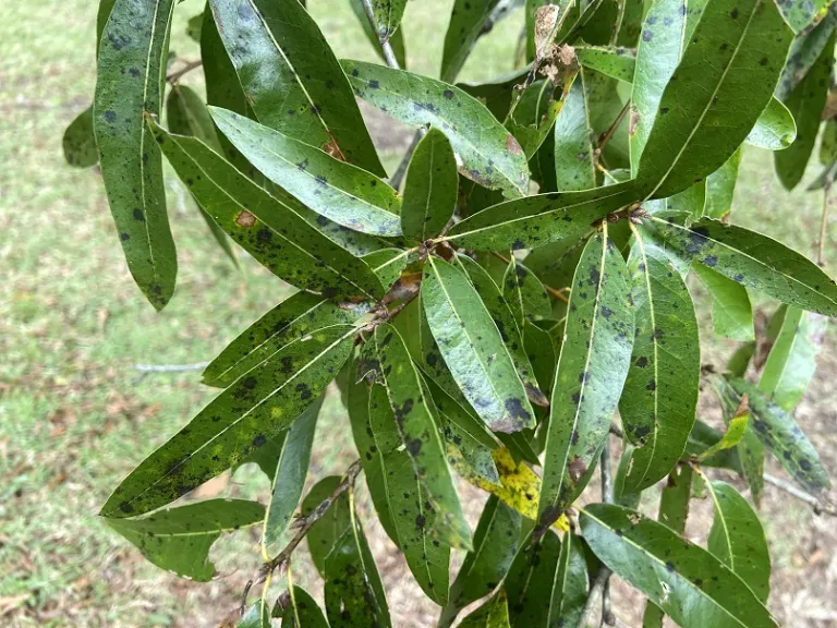 Quercus hemisphaerica foliage