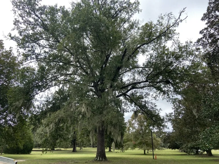 Quercus hemisphaerica habit