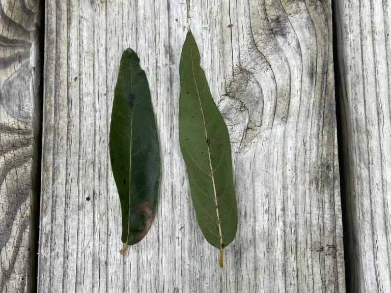 Quercus hemisphaerica leaf front and back