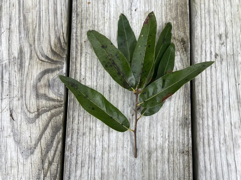 Quercus hemisphaerica stem