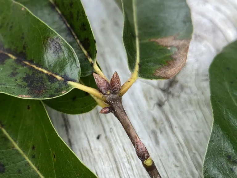 Quercus hemisphaerica terminal bud