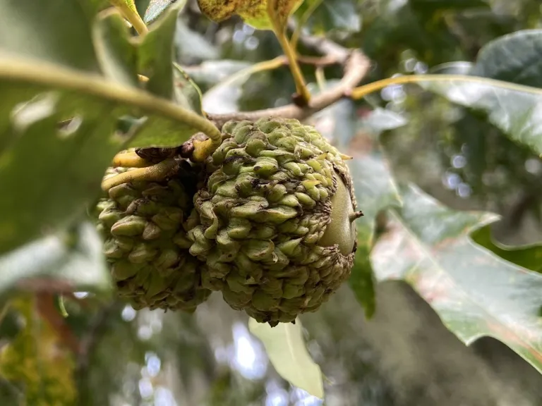 Quercus lyrata fruit