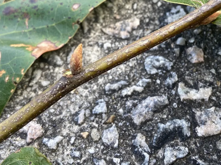 Quercus marilandica axillary bud