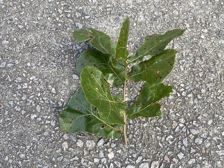 Quercus marilandica stem