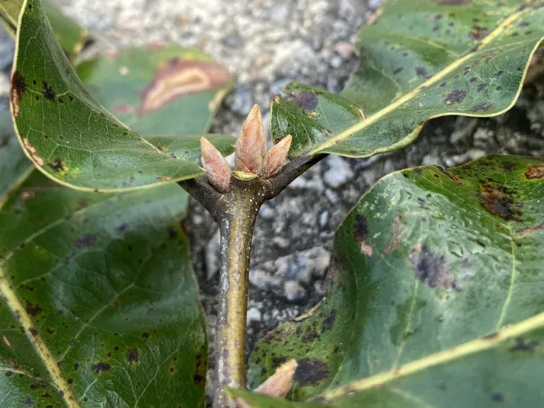 Quercus marilandica terminal bud