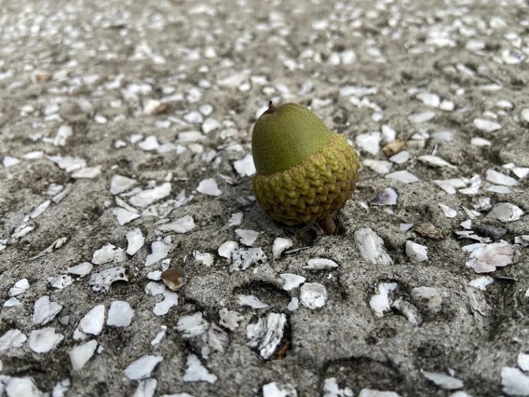 Quercus michauxii acorn