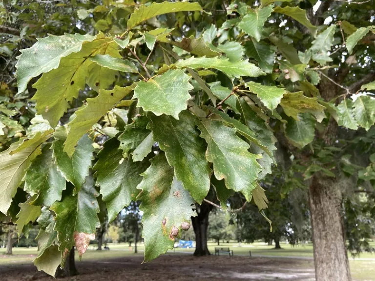 Quercus michauxii foliage