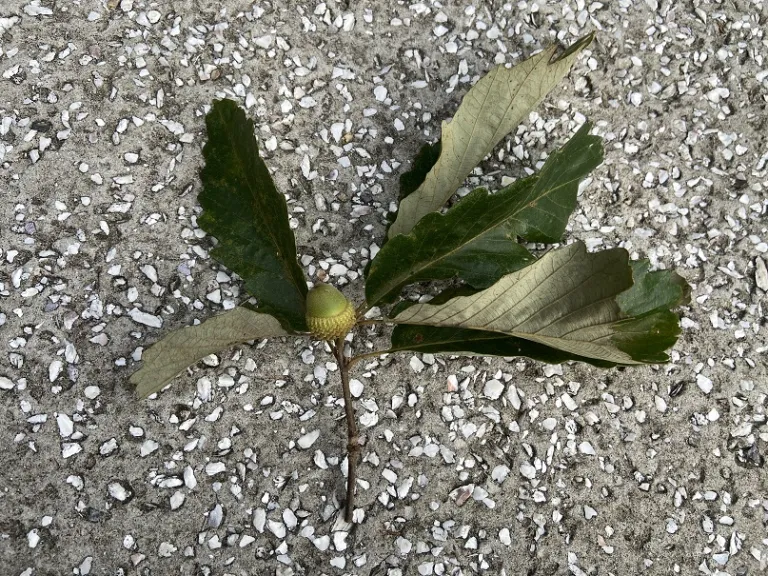 Quercus michauxii stem