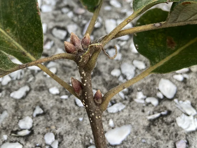 Quercus michauxii terminal and axillary buds