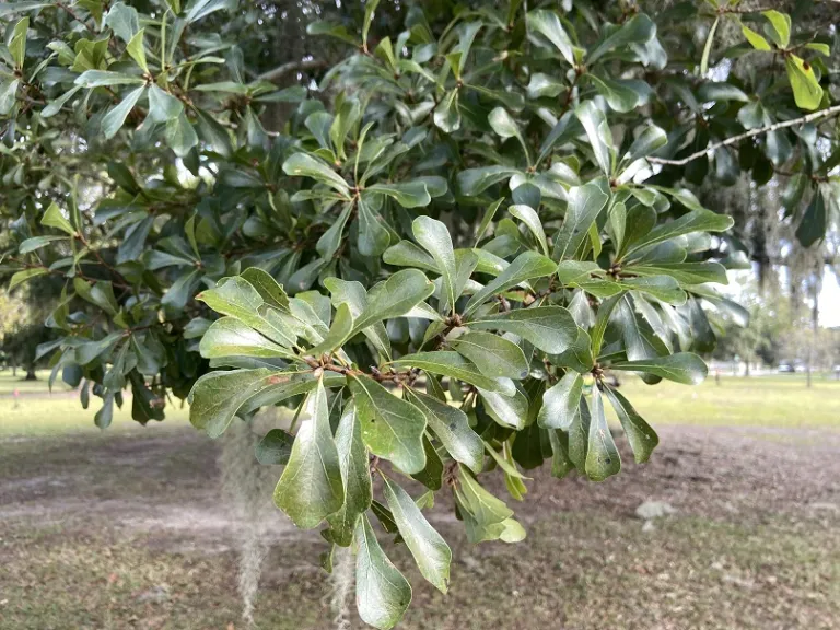 Quercus nigra foliage