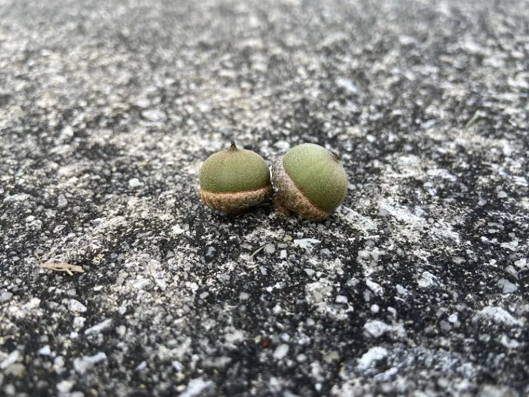 Quercus nigra fruit