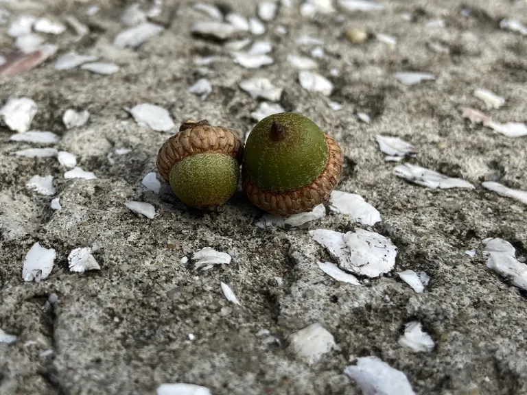 Quercus pagoda acorns