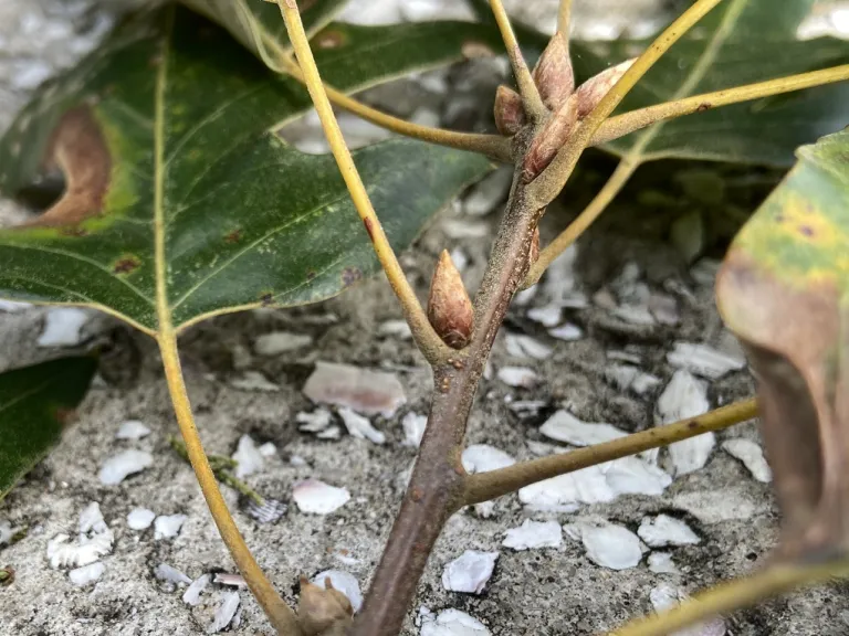 Quercus pagoda axillary buds