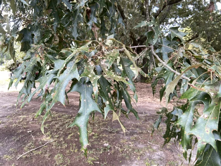 Quercus pagoda foliage