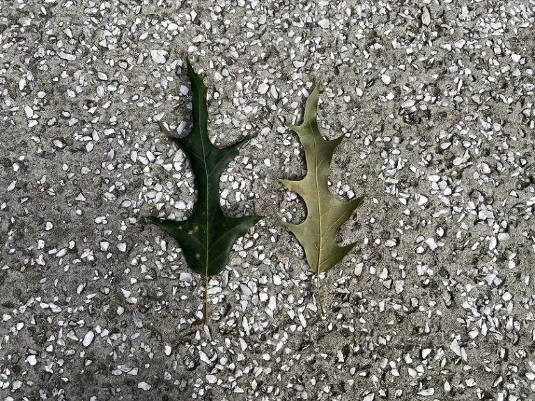 Quercus pagoda leaf front and back