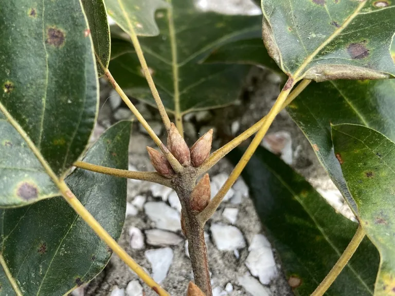 Quercus pagoda terminal and axillary buds