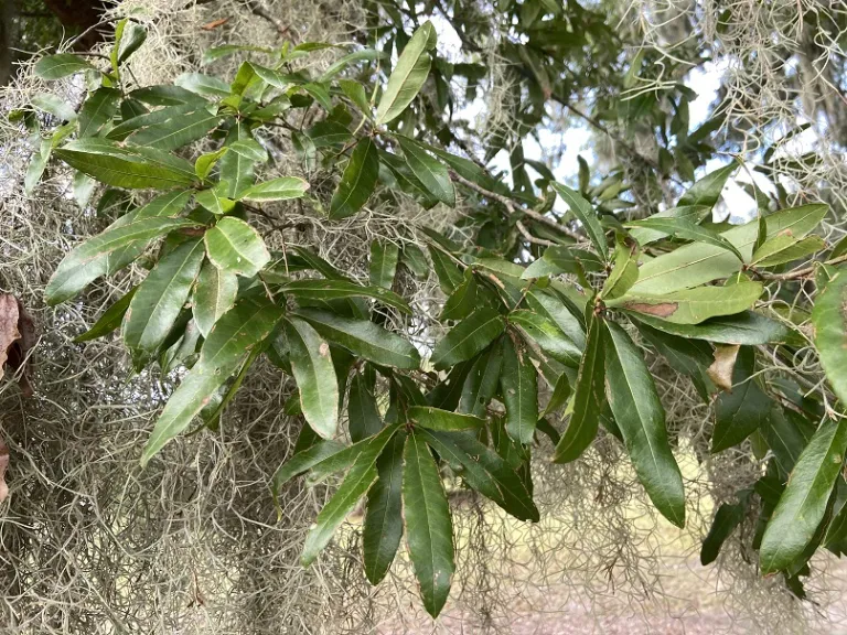 Quercus phellos foliage