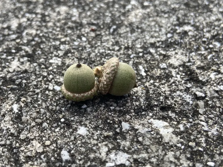 Quercus phellos fruit