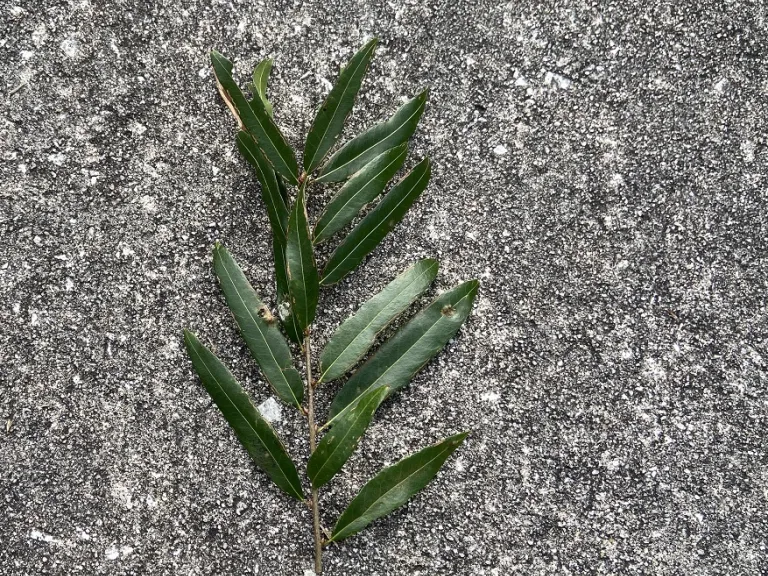 Quercus phellos stem