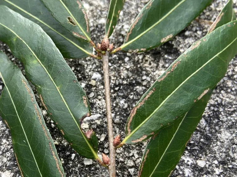 Quercus phellos terminal and axillary buds