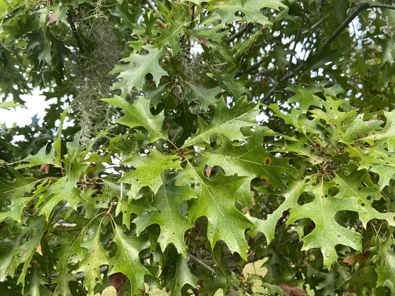 Quercus shumardii foliage