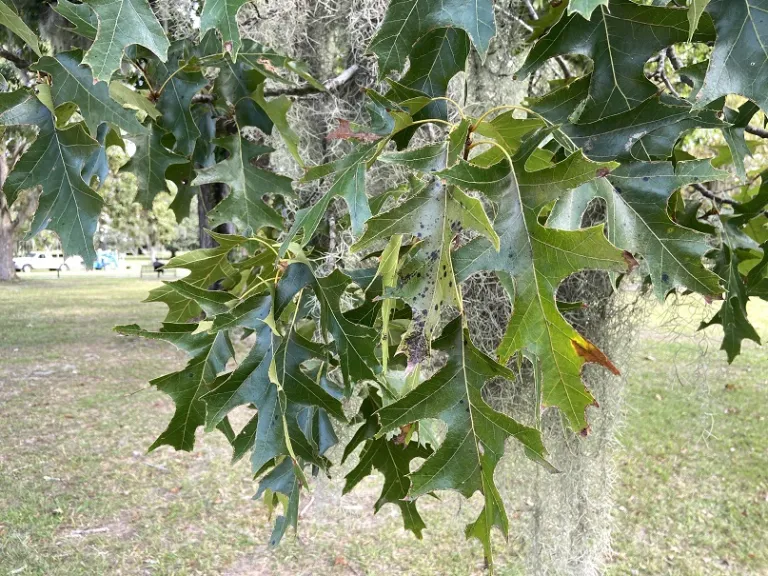 Quercus velutina foliage