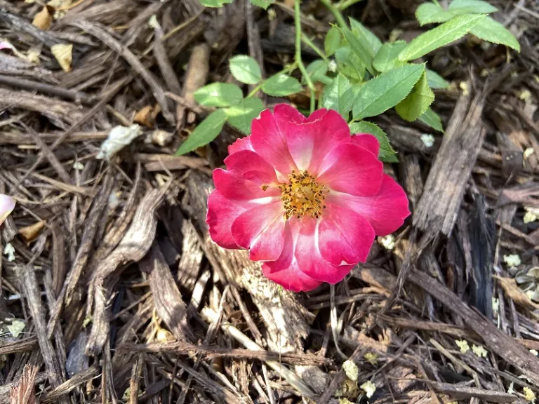 Rosa 'WEKsurdicla' (Rainbow Happy Trails™) flower