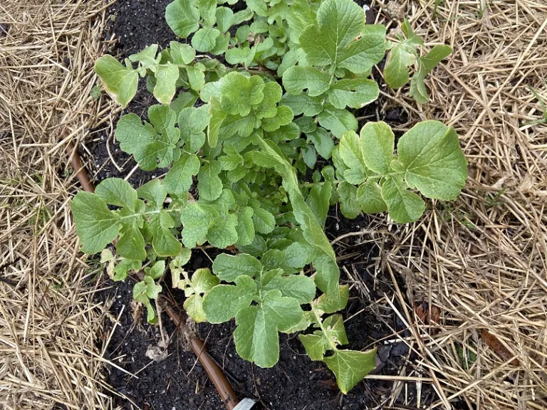 Raphanus raphanistrum subsp. sativus 'Schwarzer Runder' foliage