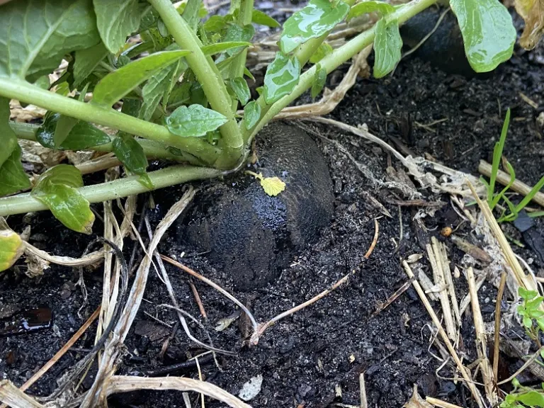 Raphanus raphanistrum subsp. sativus 'Schwarzer Runder' root