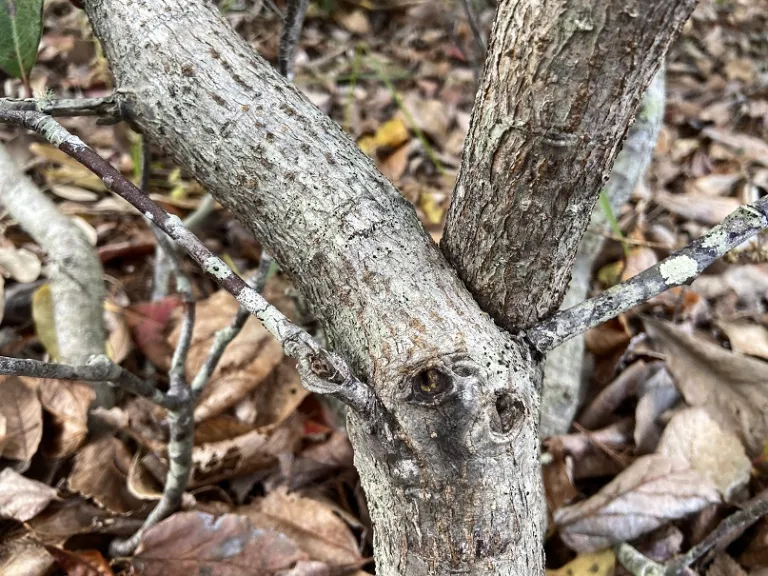 Rhaphiolepis × 'Montic' (Majestic Beauty®) bark